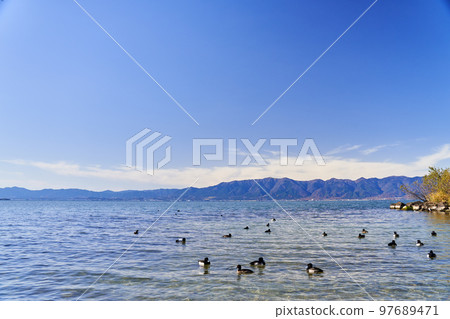 冬季的琵琶湖和越冬的水鳥 97689471