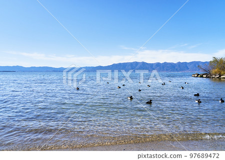 Lake Biwa in winter and wintering waterfowl Lake Biwa in winter and wintering waterfowl 97689472