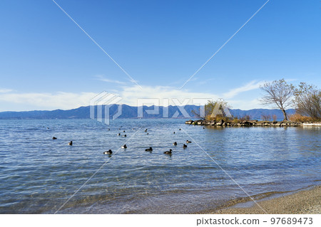 Lake Biwa in winter and wintering waterfowl Lake Biwa in winter and wintering waterfowl 97689473