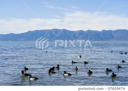 Lake Biwa in winter and wintering waterfowl Lake Biwa in winter and wintering waterfowl 97689474