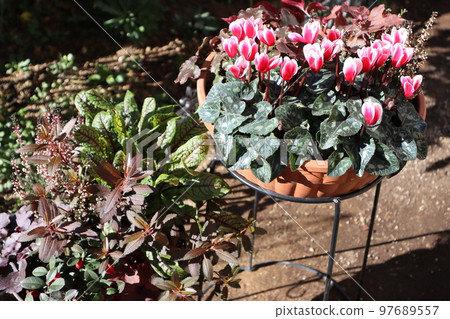 庭園仙客來、彩葉花卉群植 庭園仙客來、彩葉花卉群植 97689557