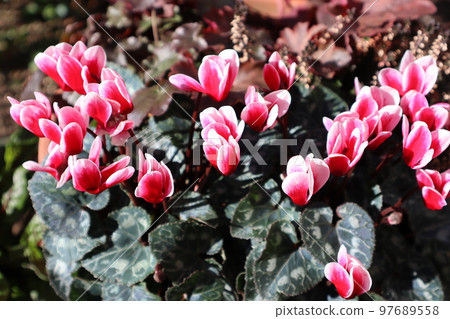 冬季盆栽仙客來 97689558