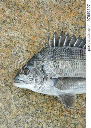 黑鯛魚臉 黑鯛魚臉 97689597