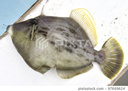 Freshly caught filefish Freshly caught filefish 97689624