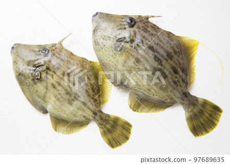 兩個鯔魚 97689635