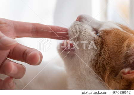 Cat biting hand Brown tiger white 97689942
