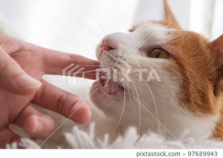 貓咬手棕虎白 97689943