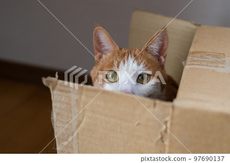 A cat sticking its head out of a cardboard box Brown tiger white 97690137