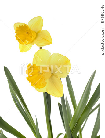 Narcissus jonquilla in studio Narcissus jonquilla in studio 97690346