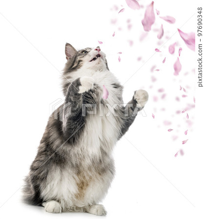 Norwegian Forest cat Norwegian Forest cat 97690348