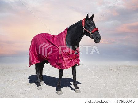 horse and blanket 97690349