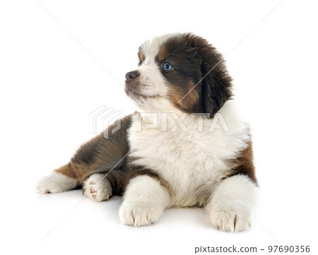 Miniature American Shepherd Miniature American Shepherd 97690356