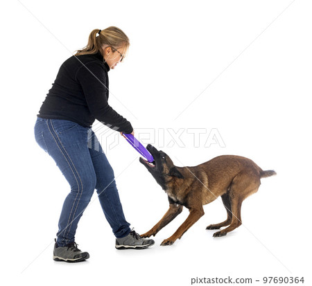 malinois and woman in studio malinois and woman in studio 97690364