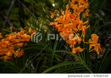 orchid in its natural environment, exotic plant, botanic gardens in singapore 97690590