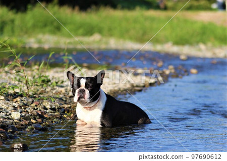 A popular spot for playing in the river, Mighty-kun, a cute Boston terrier who lies down on the shallows of the Tokigawa River in Tokigawa Town and gazes at the woodlands♡ A popular spot for playing in the river, Mighty-kun, a cute Boston terrier who lies down on the shallows of the Tokigawa River in Tokigawa Town and gazes at the woodlands♡ 97690612