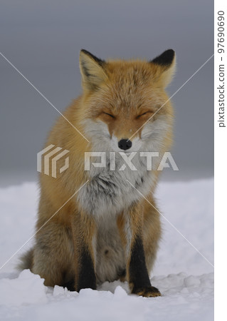 Kita fox Kita fox 97690690