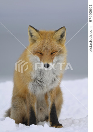 Kita fox Kita fox 97690691