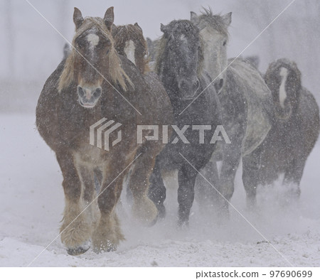 Horse chasing campaign Horse chasing campaign 97690699