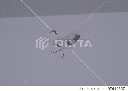 Tongue butterfly Tongue butterfly 97690867