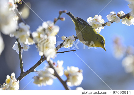 Umejiro Umejiro 97690914