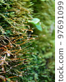 Dewdrops on a moss capsule 97691099