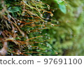 Dewdrops on a moss capsule 97691100