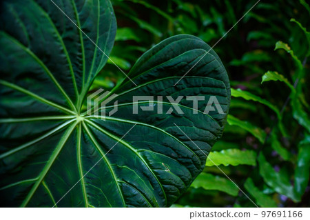 detail of a green leaf in a natural environment. greenery in the botanical garden. detail of a green leaf in a natural environment. greenery in the botanical garden. 97691166