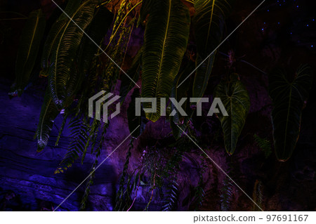 detail of a green leaf in a natural environment. greenery in the botanical garden. detail of a green leaf in a natural environment. greenery in the botanical garden. 97691167