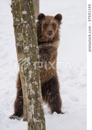 Close-up brown bear standing near a tree in winter forest. Danger animal in nature habitat. Wildlife scene 97691349