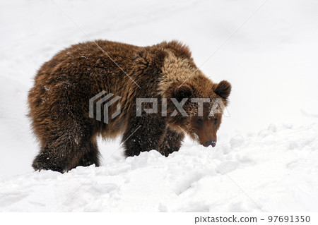 Close-up brown bear in winter forest. Danger animal in nature habitat. Wildlife scene 97691350