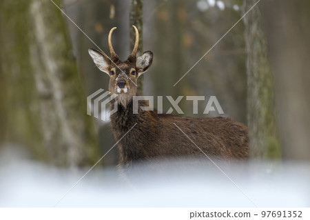One adult red deer with big beautiful antlers on a snowy forest 97691352