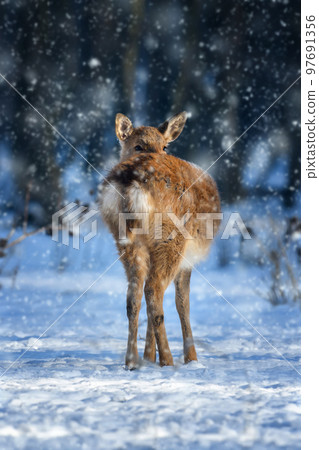 Female red deer on a snowy forest. Wildlife landscape with animal 97691356
