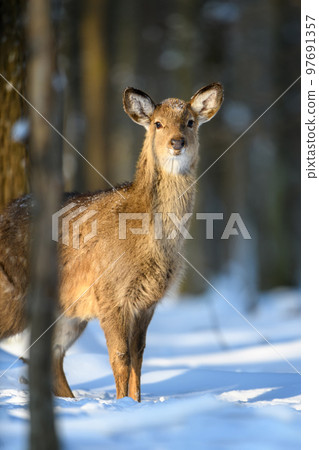 Female red deer on a snowy forest. Wildlife landscape with animal 97691357