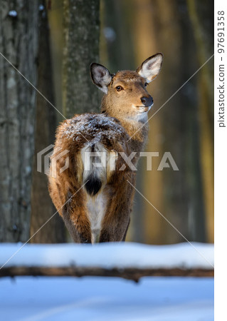 Female red deer on a snowy forest. Wildlife landscape with animal 97691358