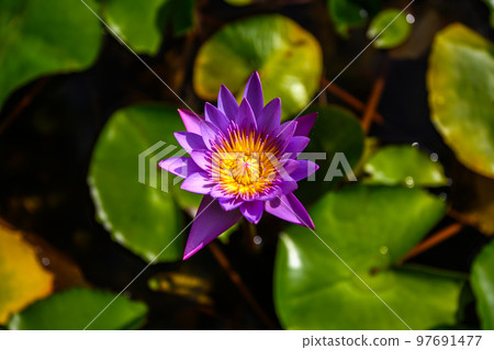 blooming blue water lily, an exotic aquatic plant in a natural environment blooming blue water lily, an exotic aquatic plant in a natural environment 97691477