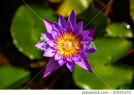 blooming blue water lily, an exotic aquatic plant in a natural environment blooming blue water lily, an exotic aquatic plant in a natural environment 97691478