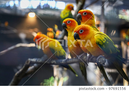 The mini parrot bird on stick tree The mini parrot bird on stick tree 97691556