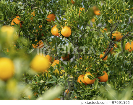 an orchard where citrus fruits are grown an orchard where citrus fruits are grown 97691565