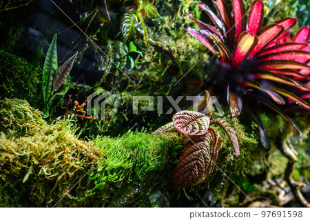 colorful bromeliad plants in tropical botanical gardens, exotic bromeliad flora 97691598