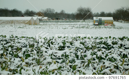 Farm field winter snow frost greenhouse foil bio cauliflower leaves leaf Brassica oleracea land root crop farming harvest cultivated garden stem head cultivar organic gourd, agriculture plant Europe 97691765