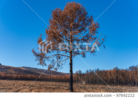 Isolated pine tree after the fire disaster Isolated pine tree after the fire disaster 97692222