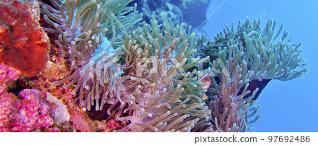 Magnificent Sea anemone, Lembeh, Indonesia Magnificent Sea anemone, Lembeh, Indonesia 97692486