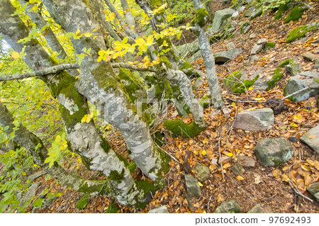 Hayedo de la Pedrosa Beech  Forest, Spain 97692493