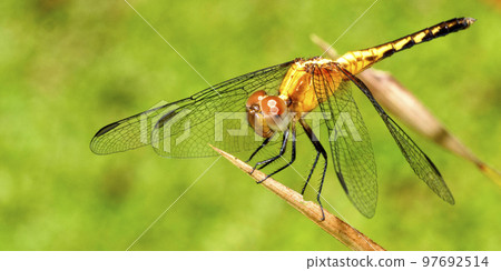 Dragonfly, Tropical Rainforest, Costa Rica Dragonfly, Tropical Rainforest, Costa Rica 97692514