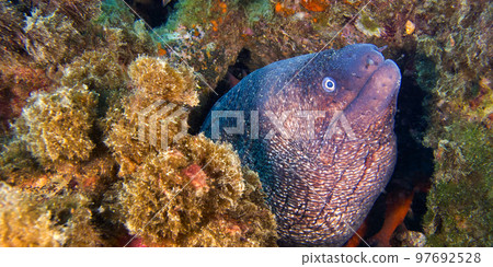 Moray Eel, Cabo Cope Puntas del Calnegre Regional Park, Spain 97692528