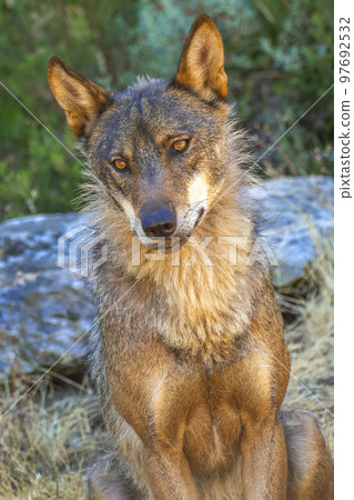 Iberian Wolf, Zamora, Spain 97692532