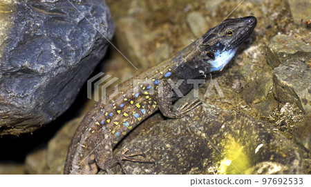 La Palma lizard, Caldera de Taburiente National Park, Spain 97692533