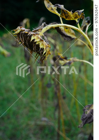 withered sunflower sunflower end withered summer end of summer lonely old outdoors sky park lonely end withered sunflower sunflower end withered summer end of summer lonely old outdoors sky park lonely end 97692647