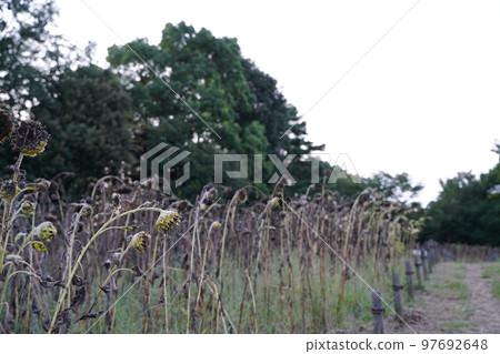 枯萎的向日葵向日葵結束枯萎的夏天夏天的結束孤獨老戶外天空公園孤獨的結束 97692648