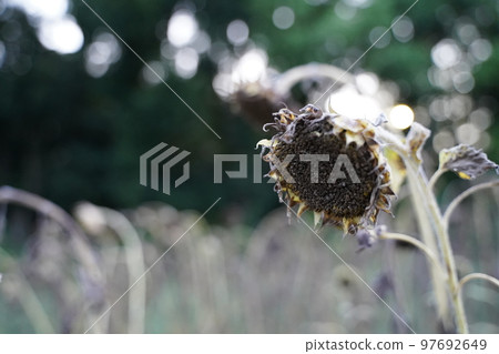 withered sunflower sunflower end withered summer end of summer lonely old outdoors sky park lonely end 97692649